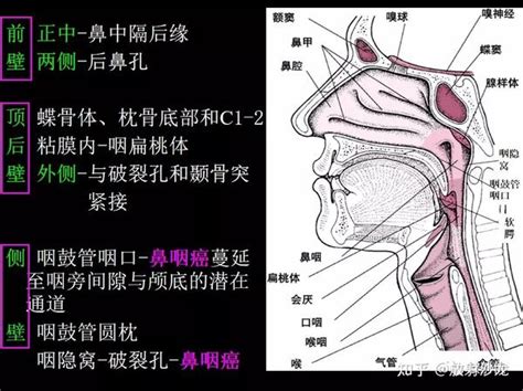 咽喉位置|喉部（Larynx）和咽部（Pharynx）